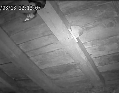 Black rat snake swallowing barn swallow nestling